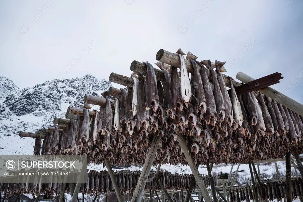 Cod stockfish hang to dry in snow covered winter landscape, Å, Moskenesøy, Lofoten Islands, Norway