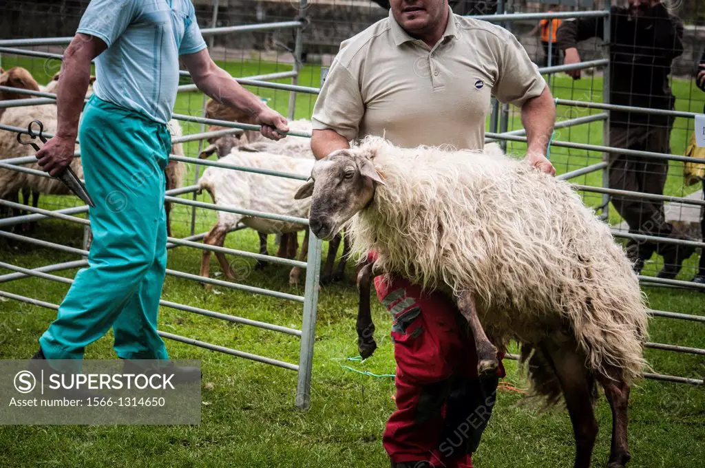 Sheep shearing, Colombres, Asturias, Spain.