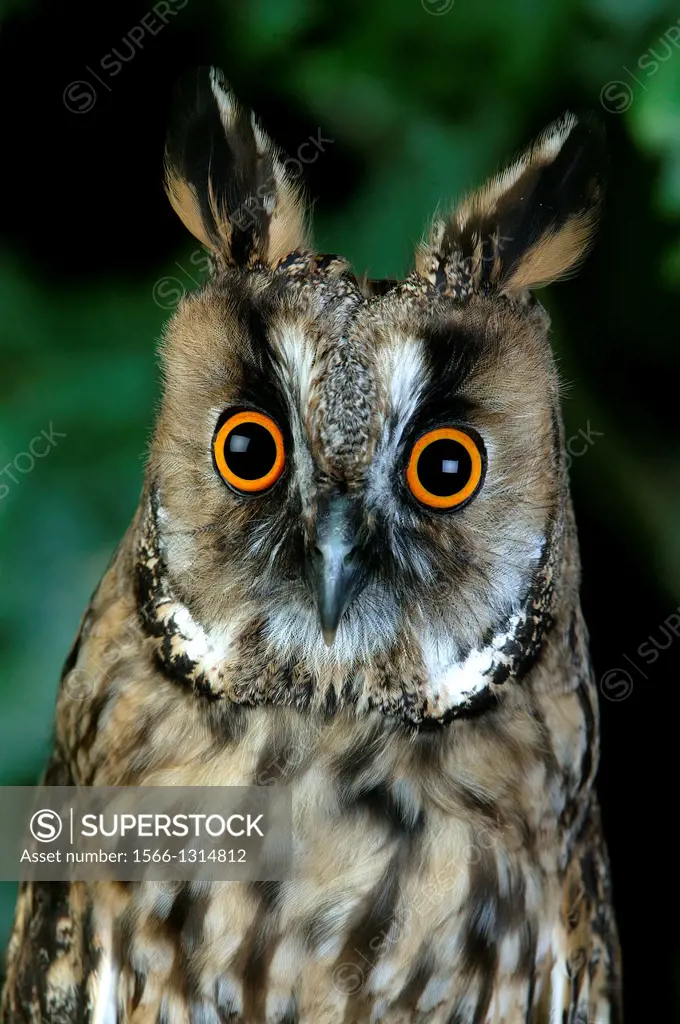 Long-Eared Owl, asio otus, Portrait of Adult, Normandy.
