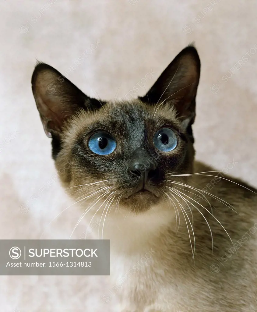 Seal Point Siamese Domestic Cat, Portrait of Adult with Blue Eyes.