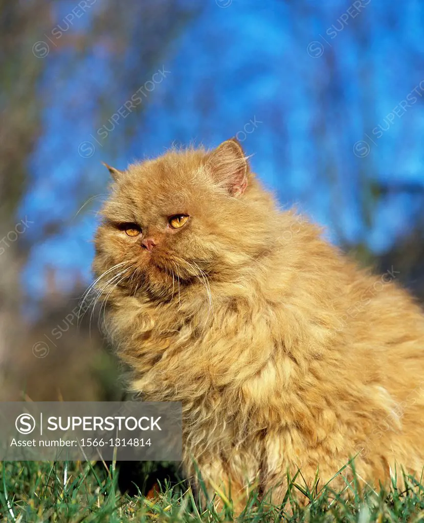 Red Persian Domestic Cat.
