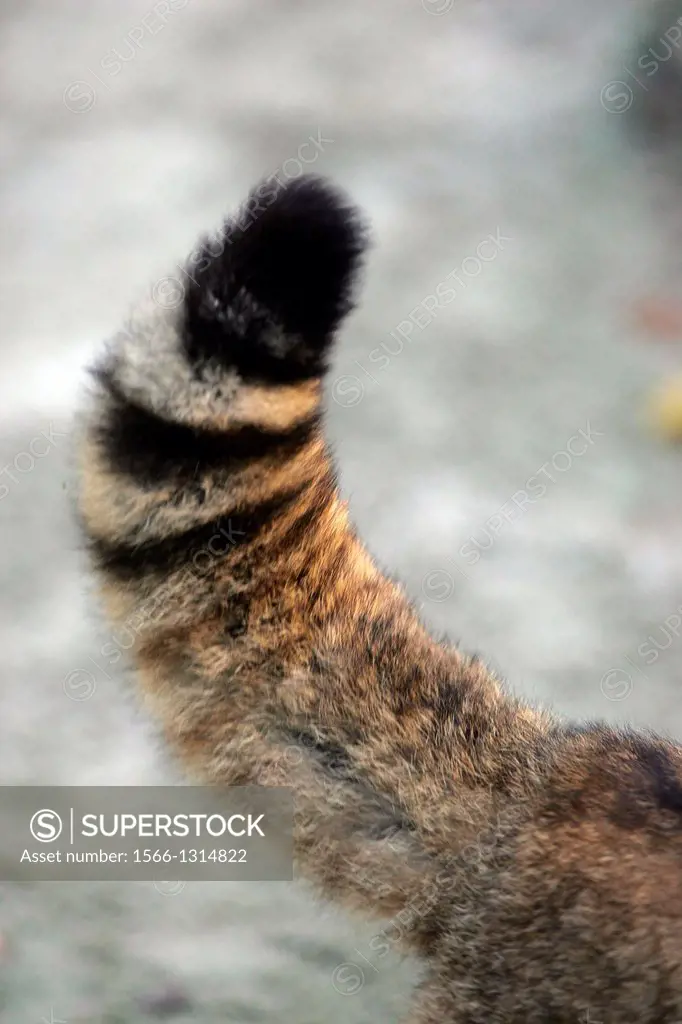 European Wildcat, felis silvestris, Close up of Tail.