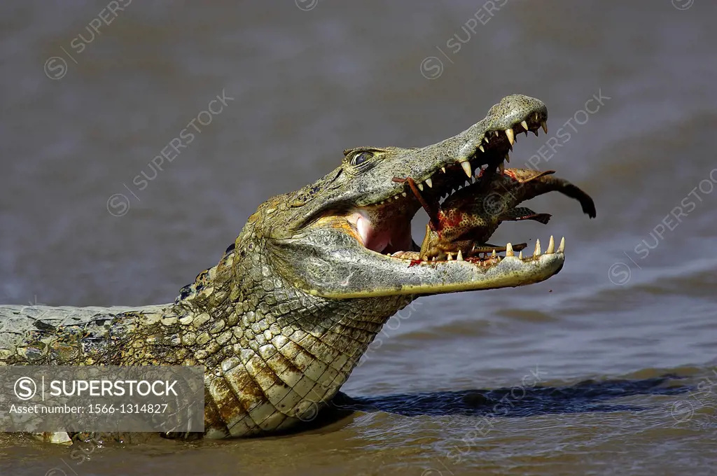 Spectacled Caiman, caiman crocodilus, Adult Catching Fish, Los Lianos in Venezuela.