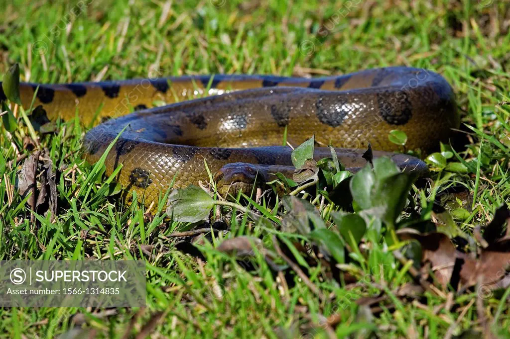 Green Anaconda, eunectes murinus, Los Lianos in Venezuela.