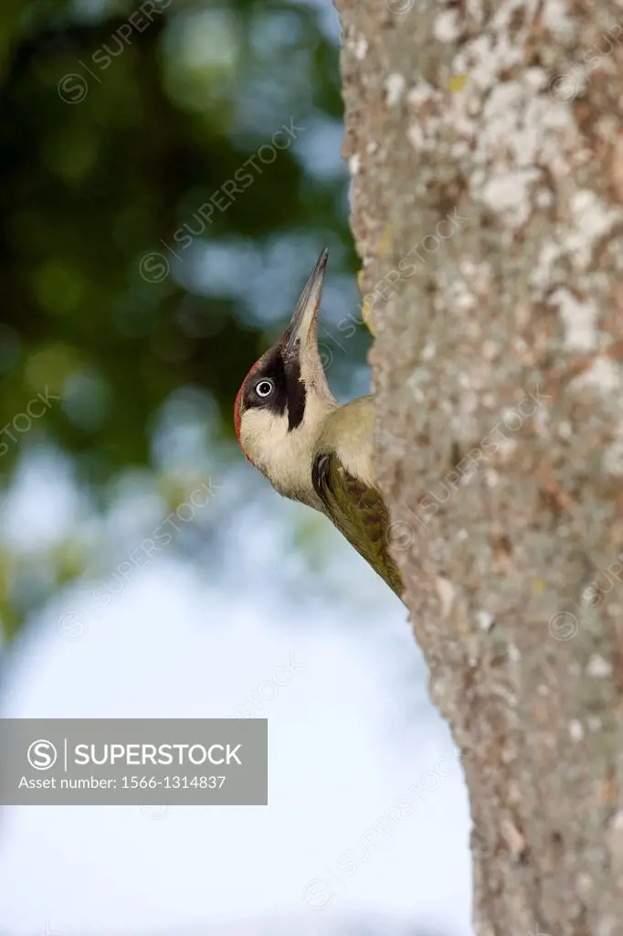 Green Woodpecker, picus viridis on Tree Trunk, Normandy.