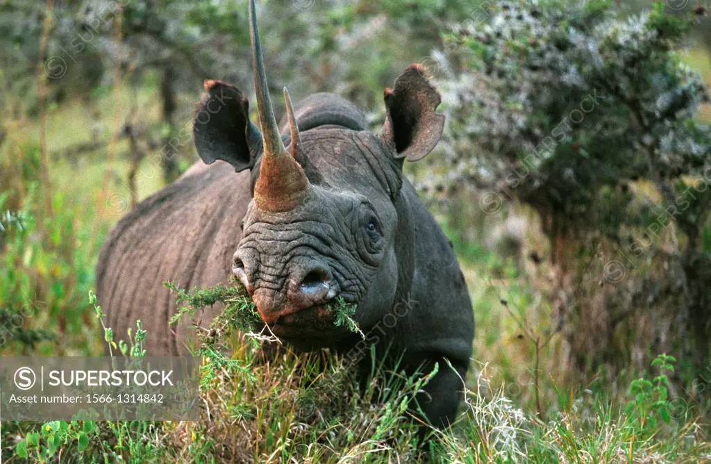 Black Rhinoceros, diceros bicornis, Adult eating Bush, Nakuru Park in Kenya.