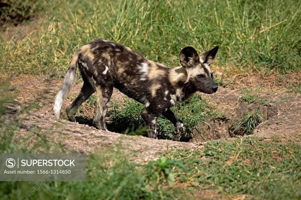 African Wild Dog, lycaon pictus, Adult standing at Den Entrance, Namibia.