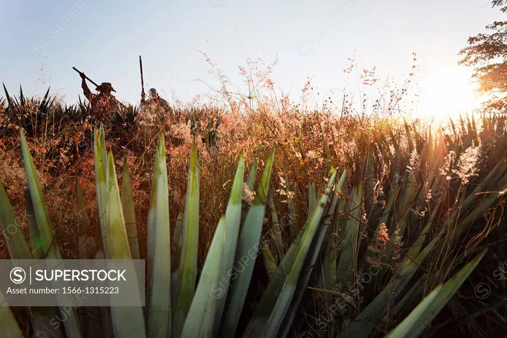 Blue agave harvesting in tequila region of mexico.