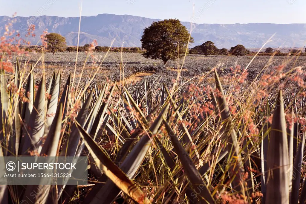 Blue agave harvesting in tequila region of mexico.