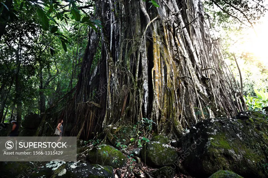 nuku hiva island. kamuihei ruins .sacred ficus tree.