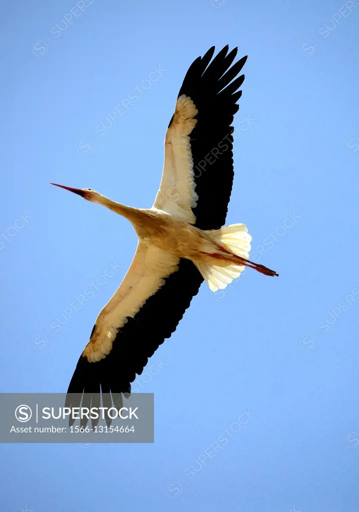 Europe, Portugal, Algarve, Faro district, Lagos, stork in flight