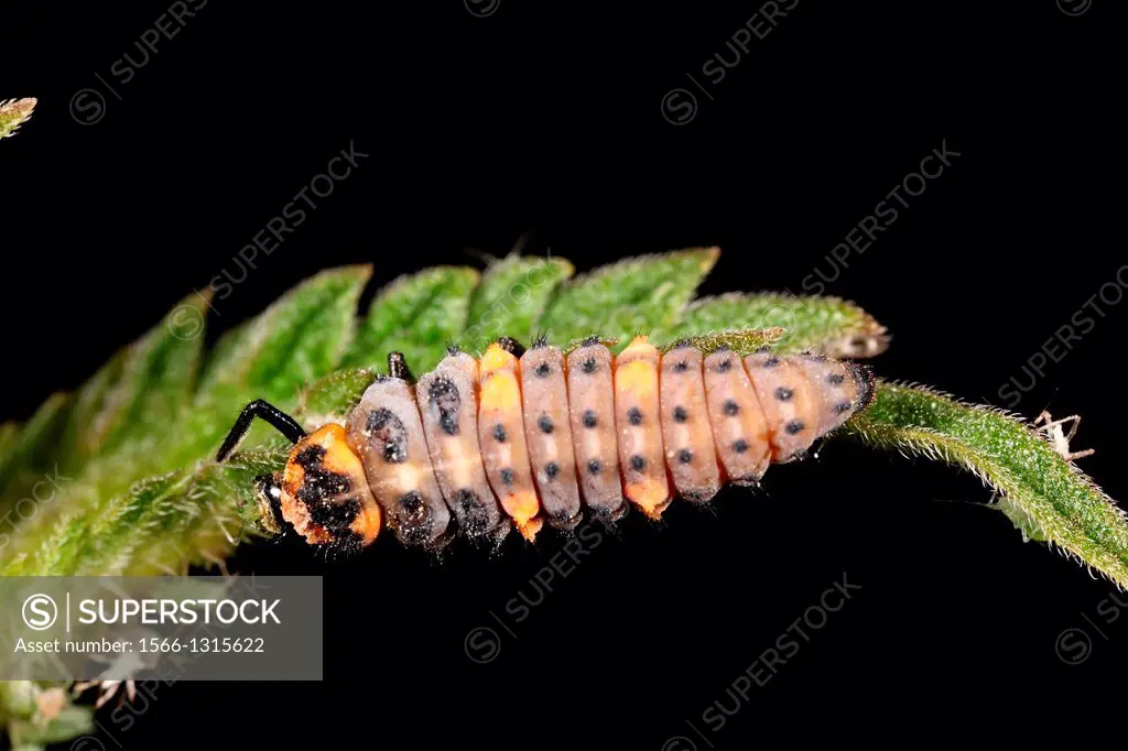A Coccinella septempunctata larva at Champ_Pittet, 1400 Yverdon-les-Bains, Vaud, Switzerland.