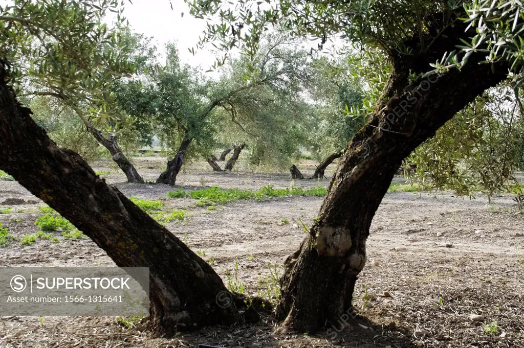 Ecological cultivation of olive trees in the province of Jaen, Andalusia, Spain.