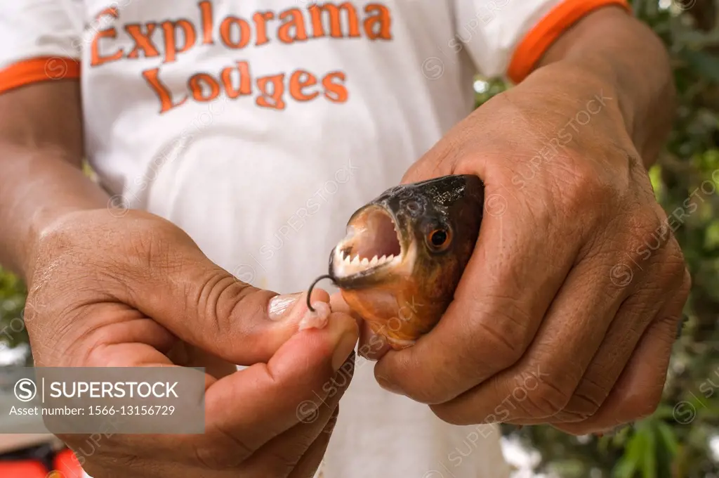 Piranha fishing in the Amazon River near Iquitos, Loreto, Peru. Piranha fishing in one of the tributaries of the Amazon to Iquitos about 40 kilometers...