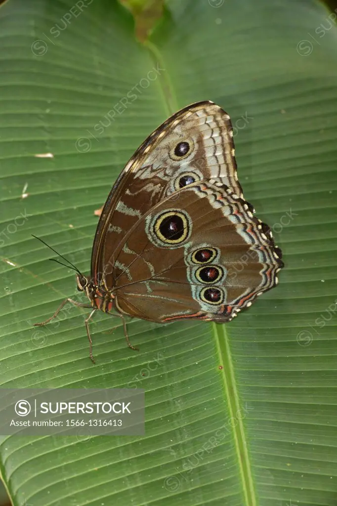Blue Morpho (Morpho peleides) , tropical rainforest, Costa Rica.