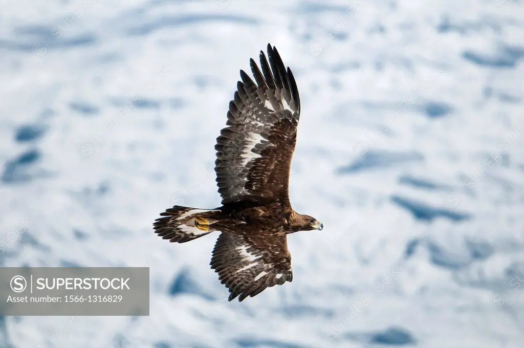 Golden eagle (Aquila chrysaetos), flying in front of glacier, Valais canton, Switzerland.