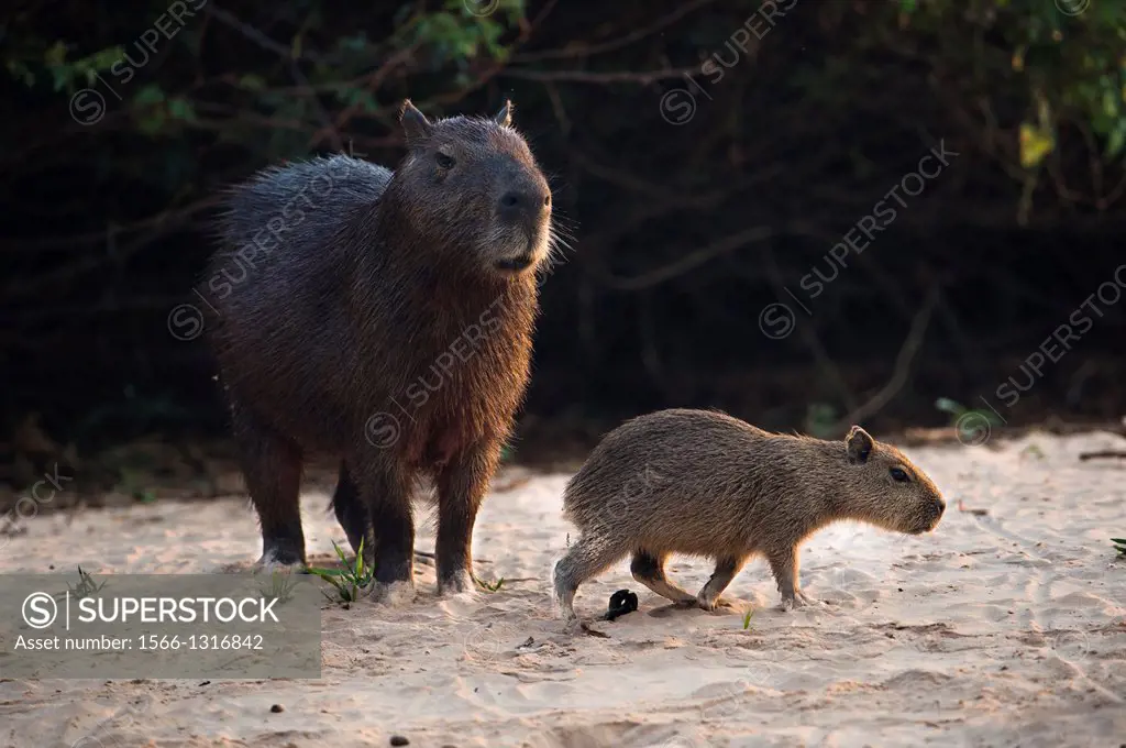 Capybara (Hydrochoerus hydrochaeris), female with cub, on the sand bank of a river, Pantanal, Brazil.