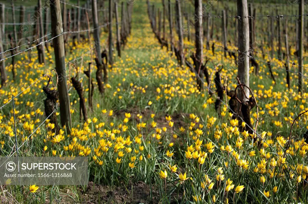 Vineyard with Wild tulipes (Tulipa sylvestris), Franconia, Bavaria, Germany.