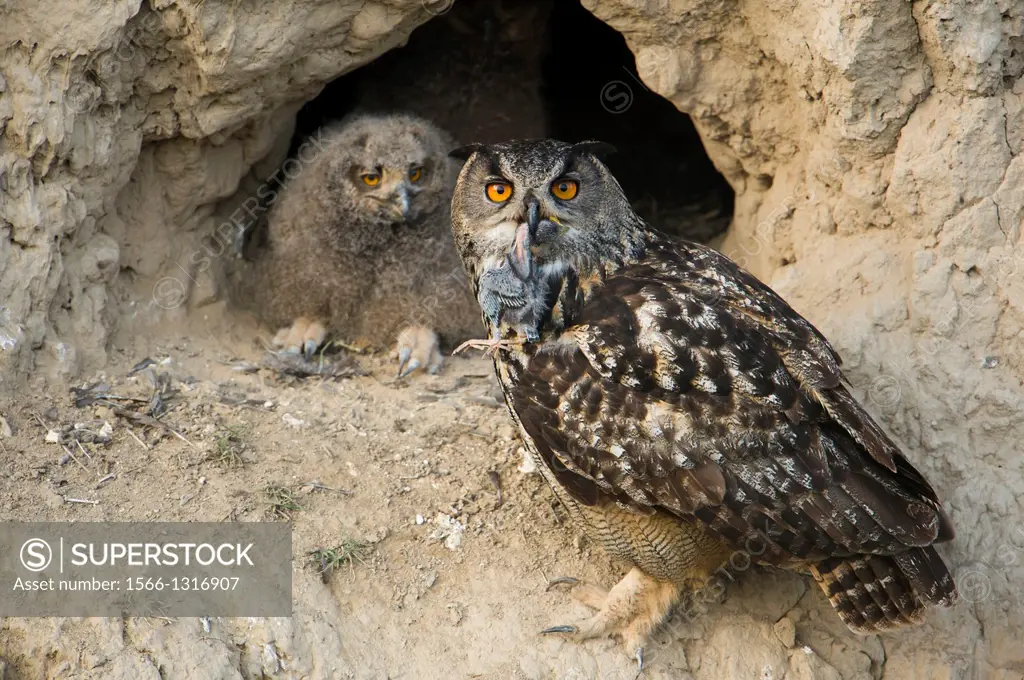 Eagle owl (Bubo bubo), adult with juvenile in front of nesting cavity, adult with juvenile Starling (Sturnus vulgaris) as prey, Bulgaria.