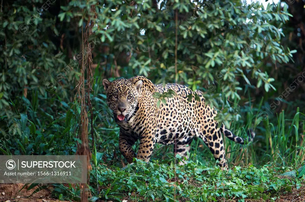 Jaguar, walking through riverine forest, looking to the camera, Pantanal, Brazil.
