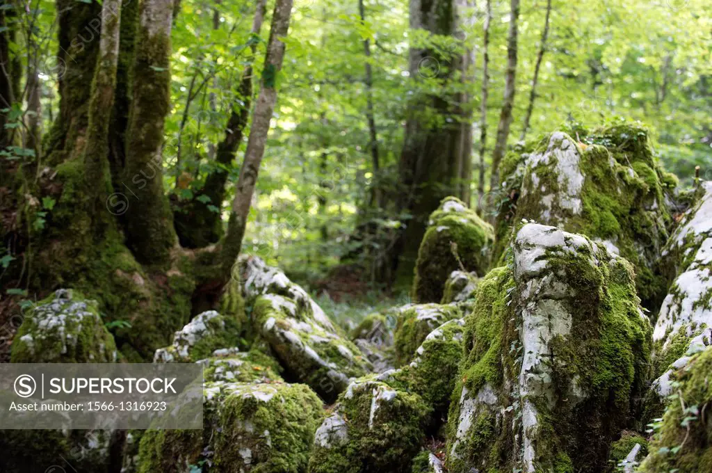 Sentier Karstique des Malrochers, forest of Besain, jurassic rocks and trees covered with moss, Jura, Franche-Comté, France.