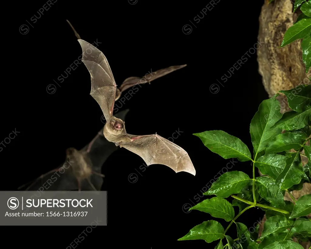 Schreiber´s bent-winged bat (Miniopterus schreibersii), flying, Bulgaria.