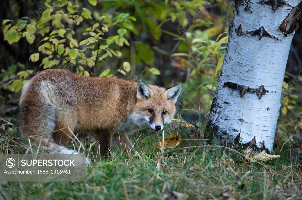Red fox (Vulpes vulpes), National Park Gran Paradiso, Italy.
