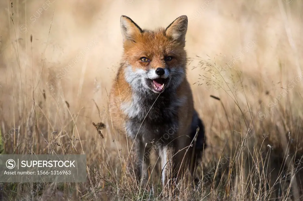Red fox (Vulpes vulpes), National Park Gran Paradiso, Italy