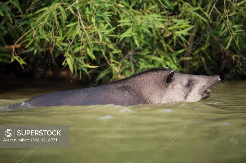 Brazilian tapir (Tapirus terrestris), swimming, Pantanal, Brazil.
