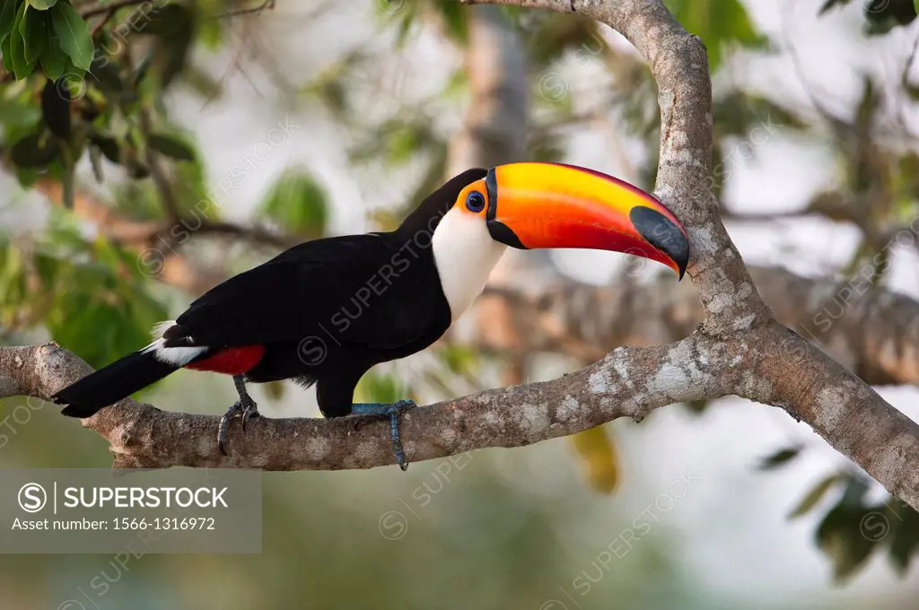 Toco toucan (Ramphastos toco), Pantanal, Brazil.