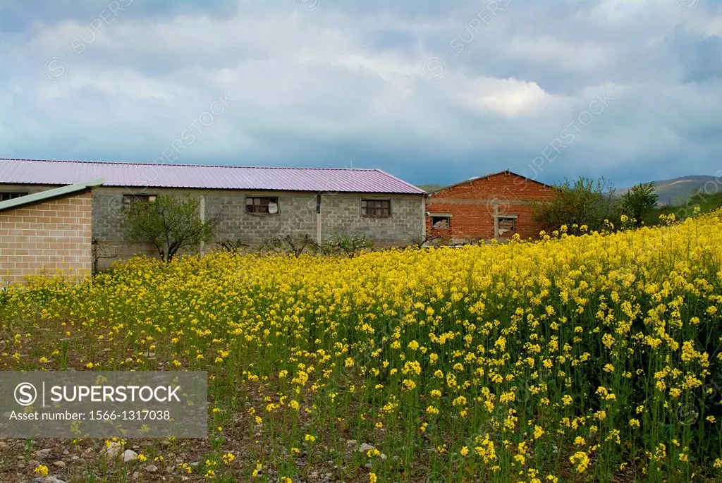 Santurdejo rapeseed field. La Rioja. Spain. Europe.