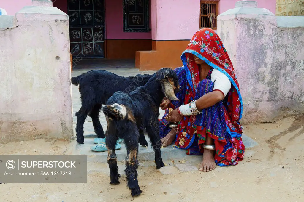 India, Rajasthan, Meda village around Jodhpur, Rabari ethnic group.