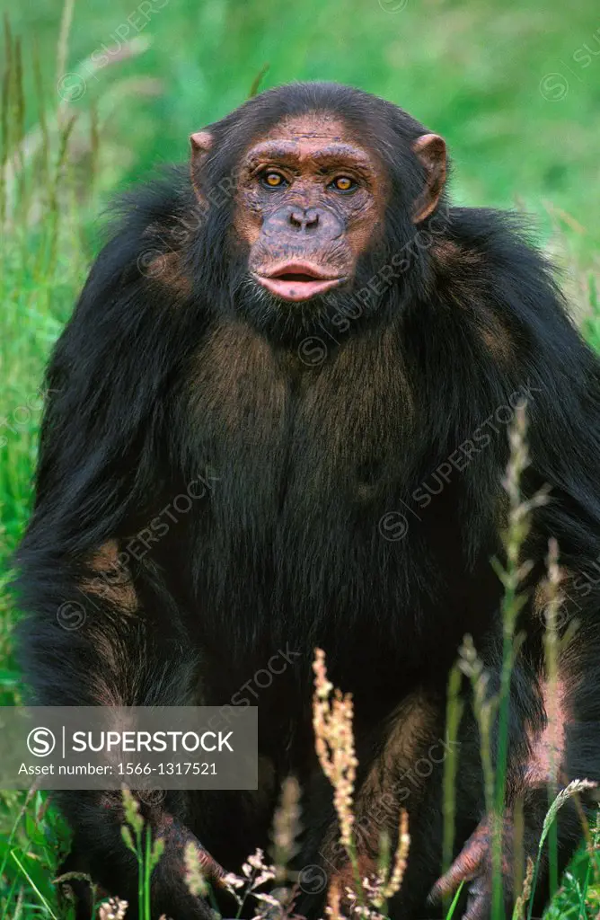 Chimpanzee, pan troglodytes, Adult standing on Long Grass.