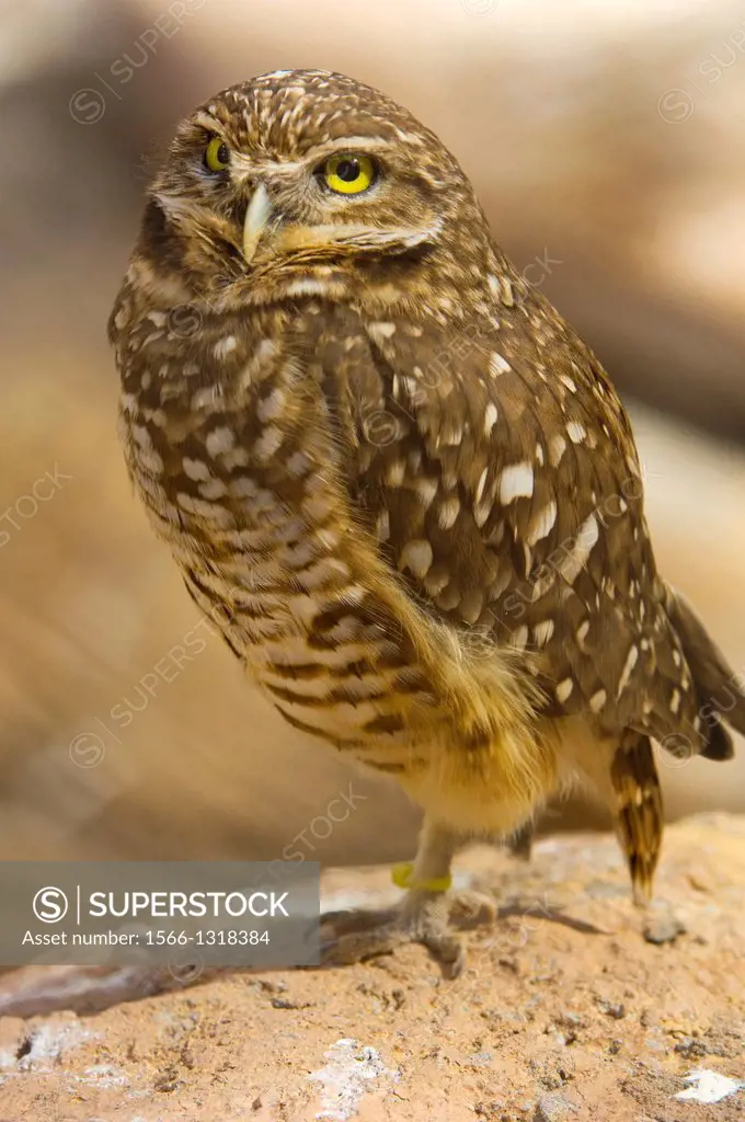 Burrowing Owl (Athene, cunicularia).