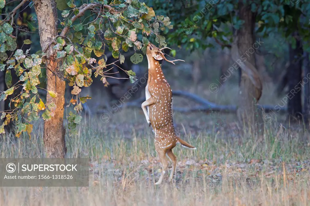 India , Madhya Pradesh , Bandhavgarh National Park , Spotted deer or axis deer , chital or cheetal (Axis axis ) , male standing to eat the leaves of a...