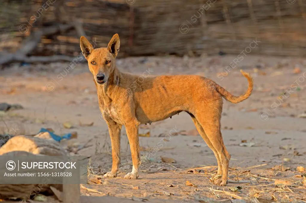 India , Madhya Pradesh , Tala village , Bandhavgarh National Park , dog in the village ,.