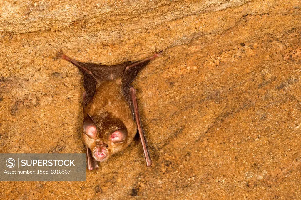 India , Madhya Pradesh , Bandhavgarh National Park , Badi Gufa or Ancient Cave of Bandhavgarh ,Great Eastern Horseshoe Bat or Woolly Horseshoe Bat (Rh...