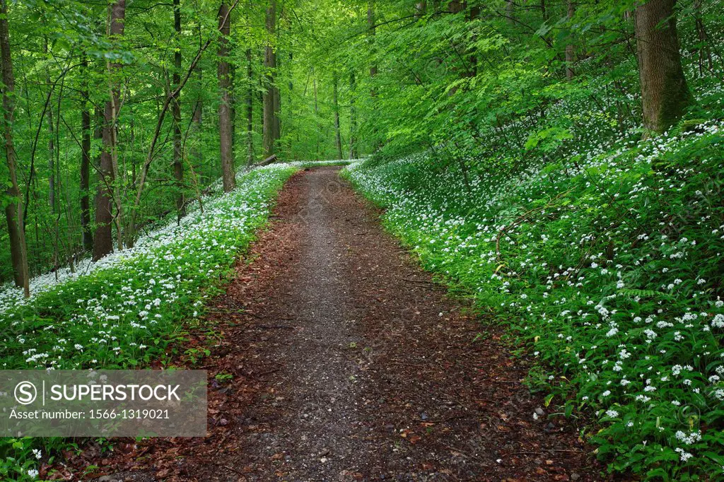 path in forest with blooming ramson, Switzerland.