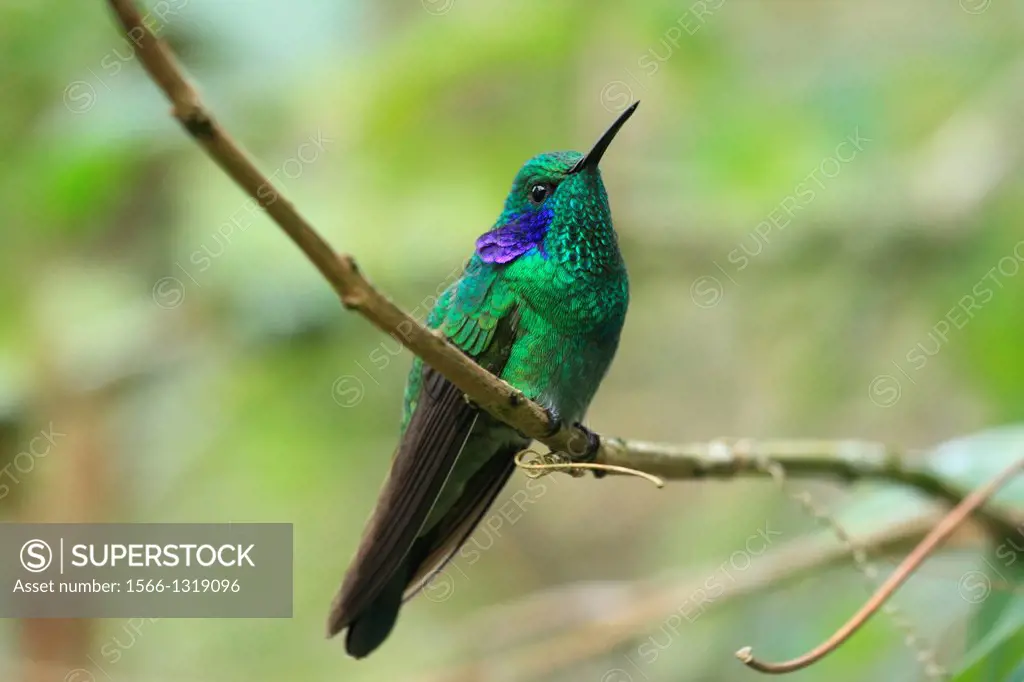 Green Violetear hummingbird, San Eusebio Cloud Forest, Merida, Venezuela