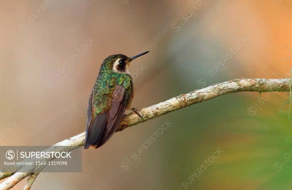 Speckled Hummingbird Venezuela.