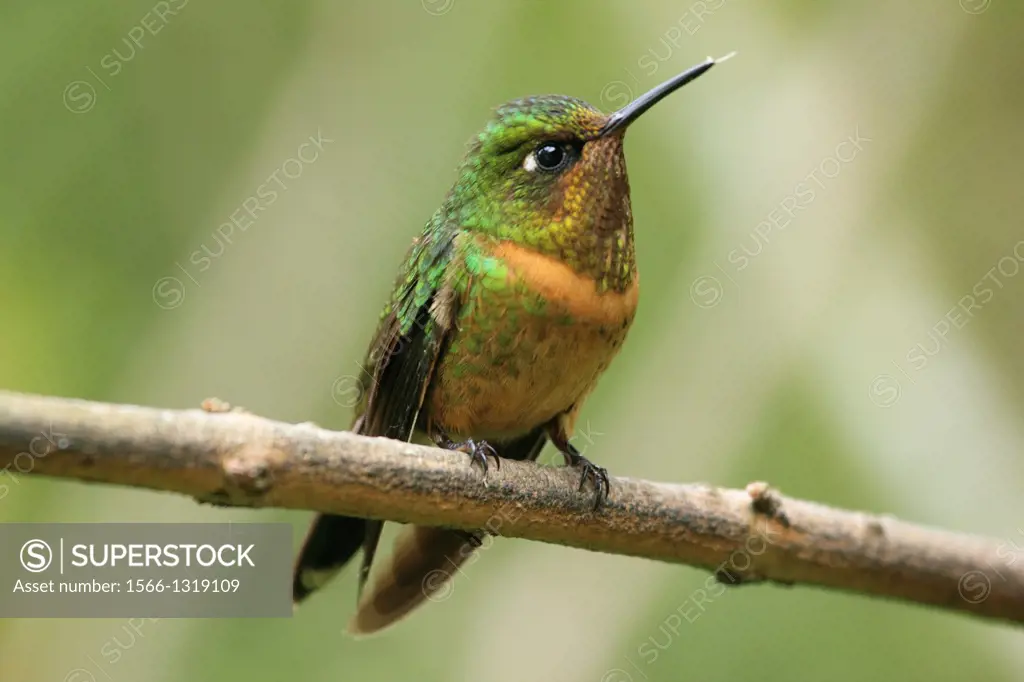 Orange-throated Sunangel hummingbird San Eusebio Cloud Forest Merida Venezuela.
