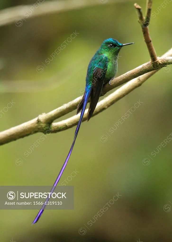 Long-tailed Sylph hummingbird San Eusebio Cloud Forest Merida Venezuela.
