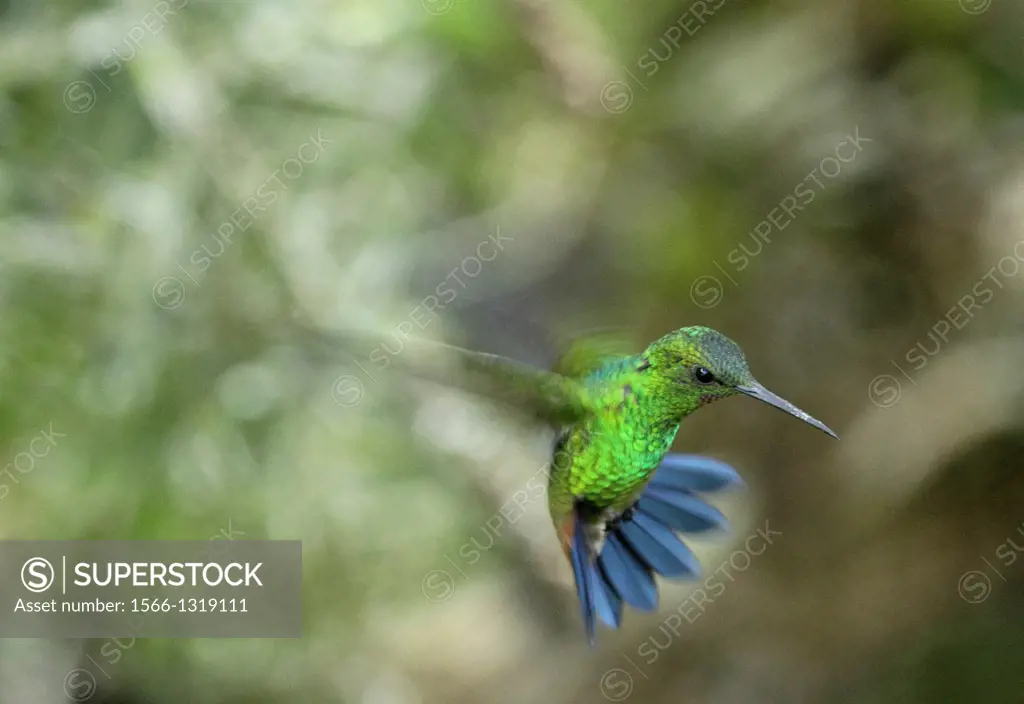 Cooper-rumped Hummingbird in fligth, humid forest, Caracas, Venezuela