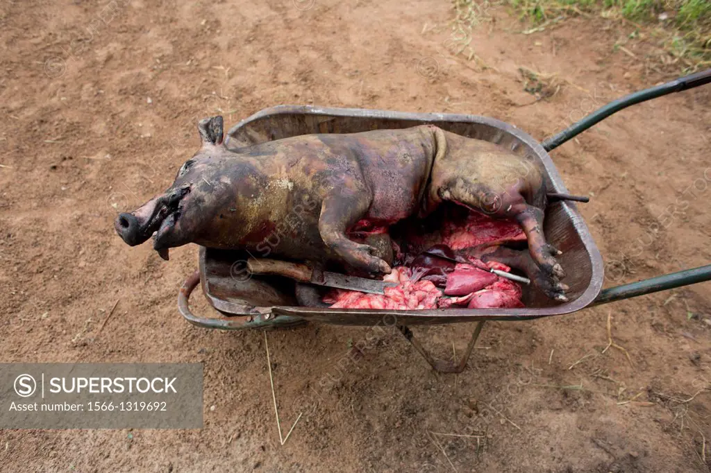 dead pig in central african republic.