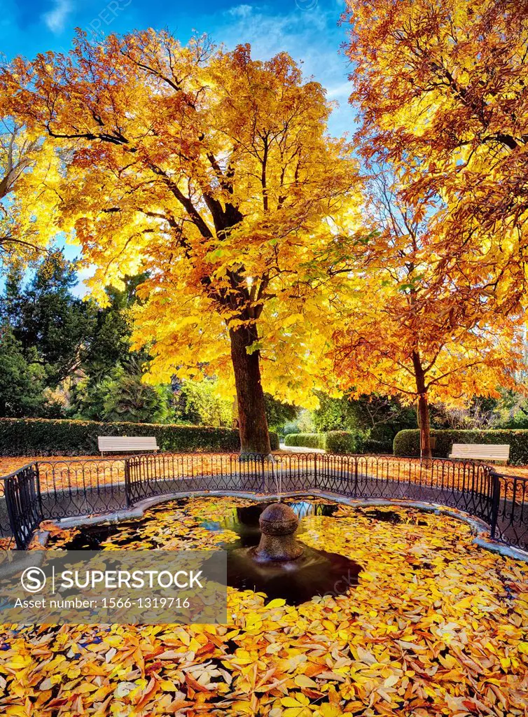 Autumn fallen leaves from a conker tree (Aesculus hippocastanum) in a fountain at the Royal Botanical Garden. Madrid. Spain.