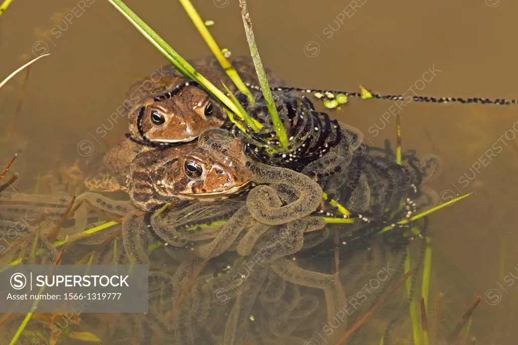 American toad - Bufo americanus - New York - Pair in amplexus - female laying eggs.