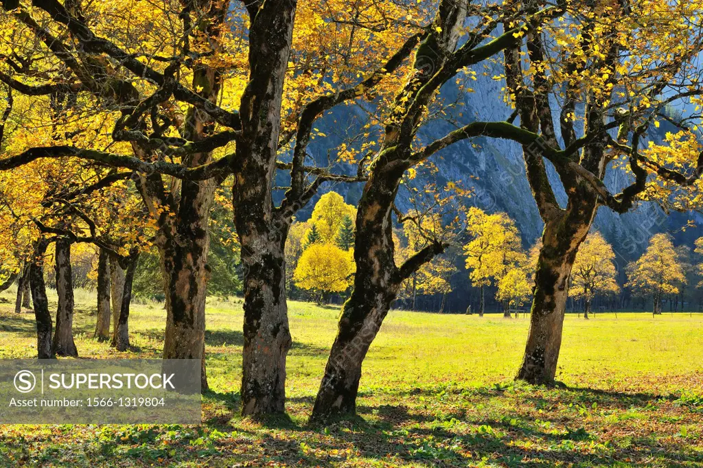 Maple Trees in Autumn, Grosser Ahornboden, Karwendel, Eng, Tyrol, Austria.
