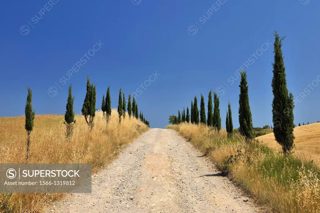 Rural Road lined with Cypress Trees in the Summer, Castiglione d'Orcia, Provinz Siena, Tuscany, Italy.