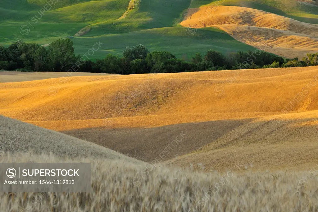 Grainfield in the Summer, San Quirico d´Orcia, Provinz Siena, Tuscany, Italy.