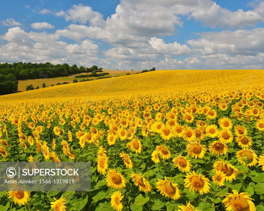 Sunflower Field in Summer, Arnstein, Franconia, Bavaria, Germany.
